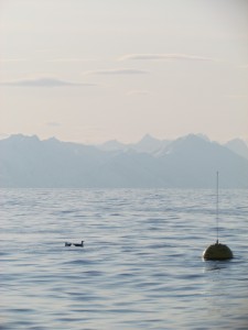 The Cook Inlet wave buoy will be re-sited several miles closer to shore. Help provide your input for the new location. 