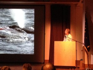 Whale researcher Craig Matkin shows footage from an orca attack on grey whales. He will be giving a longer talk on this topic at the Alaska Zoo on April 8th.