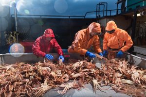 Alaska crab, known for their size and delectability, are among the species expected to be negatively impacted by ocean acidification. Photo by Corey Arnold.
