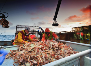 Crab are among the species considered at risk. Read more in the 'biological implications' section. Photo from the Alaska Bering Sea Crabbers.