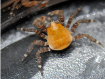 Juvenile blue king crab are among the species being studied in the NOAA Kodiak Lab.
