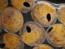 Crab embryos 