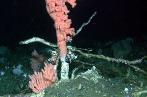 Red tree coral, a coldwater deep sea coral found in the Bering Sea and Gulf of Alaska, provide high-relief habitat protecting fish and invertebrates.